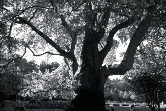 002_parc monceau 180 NB